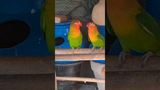 Birds mating birdstv cutebirds Lovebird007 lovebird birds birdscage birdssound [upl. by Eelyk]