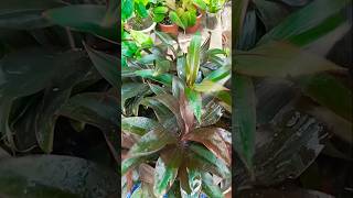 Chocolate dracena propagation tips 🪴😍trending propagation shorts [upl. by Annerahs]