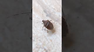 Brown Marmorated Stink Bug🤷‍♀️ bug insects [upl. by Gnap]