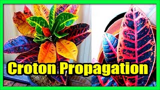 How to Grow Croton From Cuttings Propagate Croton From Stem Cutting [upl. by Herson154]