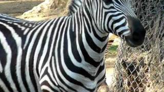 Zebra at Zoo [upl. by Falda]