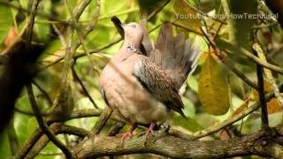 Nikon Coolpix B700 4K Video Birds in Jungle [upl. by Eniluqcaj]