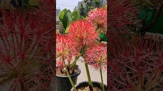 How to grow football lily Football lily propagation Haemanthus multiflorus [upl. by Aramanta264]