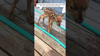 This kind man rescued a baby deer that fell into the swimming pool and then animalshorts [upl. by Namor495]