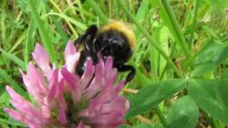 quotEine große Hummel auf Nektarsuchequot LiveVideo von Karin und Wolfgang Schmökel [upl. by Linad824]