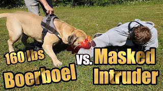 Boerboel Protection Training Dog Attack [upl. by Ilrahc]