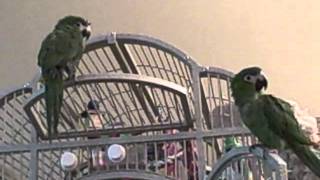 Hahns Macaws Oscar amp Annabelle Talking amp Singing [upl. by Harrietta]