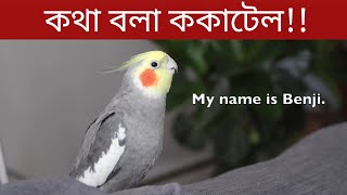 ককাটেল পাখির কথা বলা  ককাটেল পাখি পালন ৮ টি অজানা তথ্য Amazing Facts About Cockatiel  Pakhi Palon [upl. by Cortie]