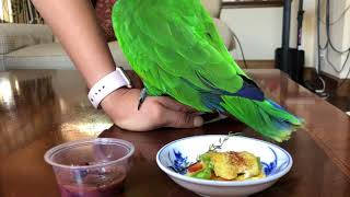 Sunday Brunch for Eclectus Parrots [upl. by Ofelia265]