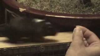 Gerbil training basics Using a target [upl. by Leontina]