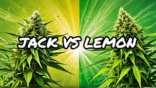 Jack Herer vs Lemon Haze Which Strain Reigns Supreme [upl. by Tansey595]