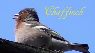 Chaffinch Birds singing and chirping in the spring Beautiful bird sounds [upl. by Orlena]