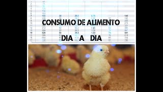 CUANTO COME UN POLLO DE ENGORDE Y CUANTO PESA DÍA A DÍA [upl. by Narine778]