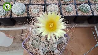 Astrophytum Capricorne [upl. by Sugihara]