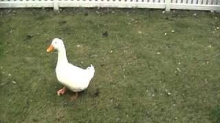 162 lbs of great pyrenees vs 5 lbs of duck [upl. by Declan]