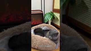 Burrowing cavelike pet bed that reduces anxiety and makes them feel safe cat dog petlover [upl. by Riay]