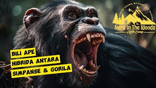 Bili Ape Hibidra Simpanse dan Gorila yang Misterius planetoftheapes [upl. by Nirehs]