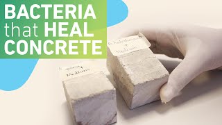 Using bacteria to make selfhealing concrete [upl. by Ingelbert]