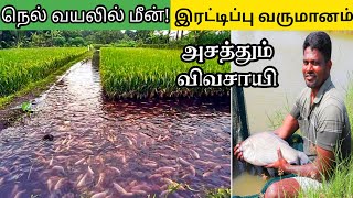 நெல் வயலில் மீன் வளர்த்து அசத்தும் விவசாயி இரு மடங்கு லாபம்  Fish cultivation in Rice paddy [upl. by Glaab814]