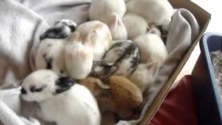 Baby Bunnies opening their eyes [upl. by Oric]