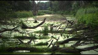 Universum  Fluss ohne Grenzen  AUENWILDNIS AN DER MARCH [upl. by Yellek]