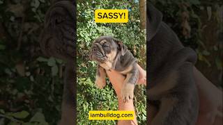 SASSY This stunning Buldog puppy is sired by our very own ZEUS iambulldogcom [upl. by Wamsley]