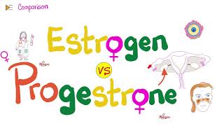 Estrogen amp Progesterone  Source Metabolism Structure amp Function [upl. by Hadlee990]