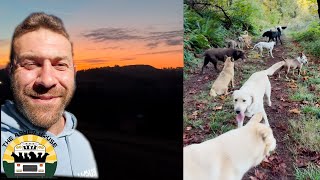 An early morning pack walk as the sun rises over the sanctuary  The Asher House [upl. by Carolle]