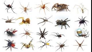 Different types of spider Part 1 [upl. by Dodd]