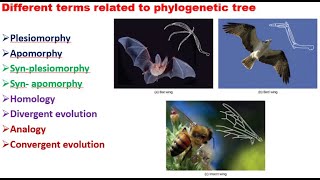 7 Plesiomorphy apomorphy homology and analogy [upl. by Sokairyk312]