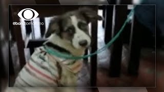 Tragédia em Petrópolis Moradora pede ajuda para salvar animais [upl. by Isdnil]