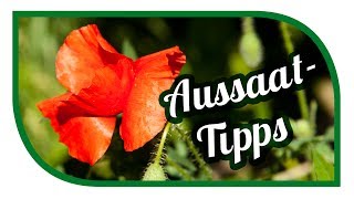 Aussaat amp Gartentipps im Juli 🌱 Garten im Juli 🌱 Jungpflanzenanzucht [upl. by Werdn]