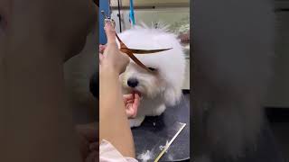 COTON DE TULEAR PUPPY GROOMING FACELIFT 🙊🐶🐾dog cutedog puppy adorabledog [upl. by Cassandre]