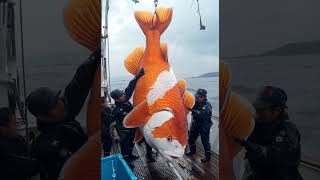 Giant Sea Monsters Caught by Fishermen 🐙🎣GiantSeaCreatures FishingDiscoveries OceanMysteries [upl. by Ximenez35]