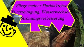 Pflege meiner Floridakrebse Filterreinigung Wasserwechsel amp Strömungsverbesserung [upl. by Noitsirhc]