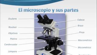 El microscopio y sus partes [upl. by Ireg]