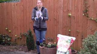 Planting Bare Root BlueberriesAVI [upl. by Berners]