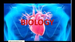 Human heart  heart anatomy  human heart structure and function  heart model [upl. by Yttig]