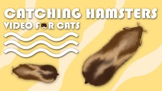 CAT GAMES  Catching Hamsters Mouse Video for Cats to Watch  CAT TV [upl. by Corso]