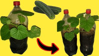 como cultivar pepinos en casa usando botellas de plásticos video completo [upl. by Notsgnal]