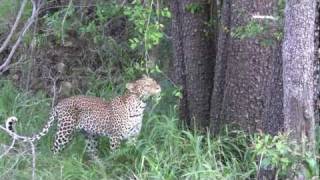 Leopard climbing a tree [upl. by Edmunda496]