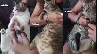 How i trim a cats nails by myself [upl. by Levana]