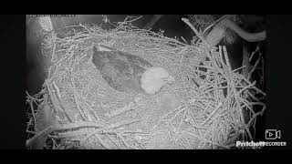 SWFL Bald Eagles Cam 2 11102024 0554 [upl. by Fosque]