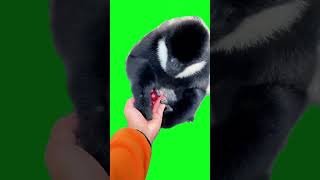 Green screen green effect greenscreen viralvideo [upl. by Abbotsen]