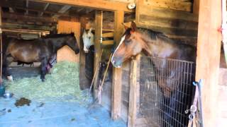 Horses Dancing To My Music  In The Barn [upl. by Ylas]