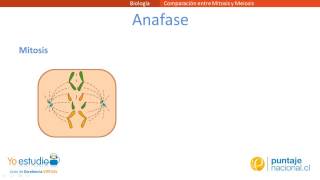 Comparación Mitosis y Meiosis [upl. by Bakemeier]