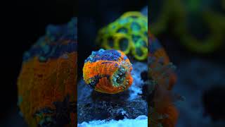 Waterbox LPS Superfood et Scolymia australis tank recifal reef coral allmymoneygoestocoral [upl. by Joell]