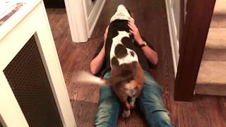 basset hound greets owner [upl. by Prudi634]