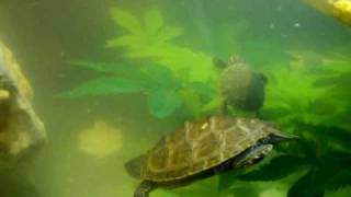 TRACHEMYS GRAPTEMYS ET PELOMEDUSA MELANGER [upl. by Oker152]