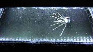 Am241 in the Cloud chamber 1080p [upl. by Calendra]